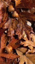 Ladda ner Backgrounds, Autumn, Leaves bilden 320x480 till mobilen.