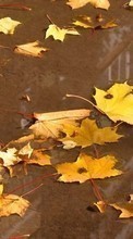 Ladda ner Backgrounds, Autumn, Leaves bilden till mobilen.