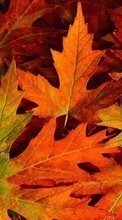 Ladda ner Background, Leaves, Autumn, Plants bilden 1024x768 till mobilen.