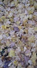 Ladda ner Plants, Backgrounds, Autumn, Leaves bilden 1080x1920 till mobilen.