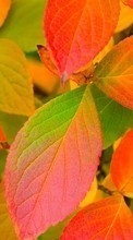 Ladda ner Plants, Backgrounds, Autumn, Leaves bilden 240x320 till mobilen.