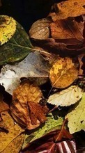 Ladda ner Plants, Backgrounds, Autumn, Leaves bilden 240x400 till mobilen.