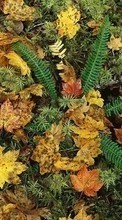 Ladda ner Plants, Backgrounds, Leaves, Ferns bilden 320x480 till mobilen.