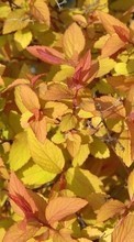 Plants, Backgrounds, Leaves till LG Prada 3.0