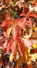 Ladda ner Plants, Backgrounds, Leaves bilden 320x240 till mobilen.
