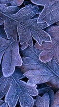 Ladda ner Plants, Backgrounds, Leaves bilden 320x480 till mobilen.