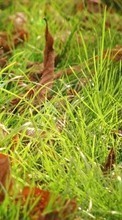 Ladda ner Plants, Grass, Backgrounds, Leaves bilden 320x480 till mobilen.