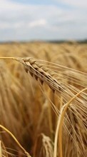 Background, Fields, Wheat, Plants till LG Optimus 3D Max P725