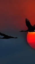 Ladda ner Background, Birds, Sunset, Cranes bilden till mobilen.