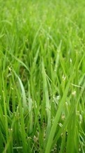 Plants, Grass, Backgrounds till Samsung Galaxy Note 3