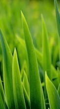 Ladda ner Plants, Grass, Backgrounds bilden 1080x1920 till mobilen.