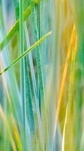 Ladda ner Grass, Backgrounds bilden 800x480 till mobilen.