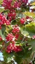 Ladda ner Plants, Fruits, Berries bilden 320x480 till mobilen.