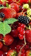 Ladda ner Fruits, Strawberry, Plants, Currant, Blackberry bilden till mobilen.