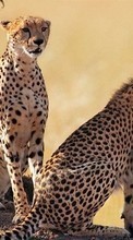 Ladda ner Animals, Cheetah bilden 720x1280 till mobilen.