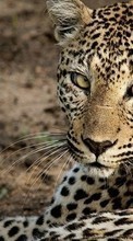 Ladda ner Cheetah, Animals bilden till mobilen.
