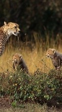Ladda ner Cheetah, Animals bilden till mobilen.