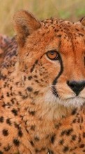 Ladda ner Animals, Cheetah bilden 540x960 till mobilen.