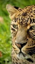 Cheetah,Animals till Sony Xperia ZL