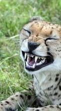 Ladda ner Animals, Cheetah bilden 1280x800 till mobilen.