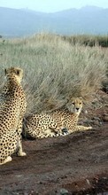 Ladda ner Animals, Cheetah bilden 1280x800 till mobilen.