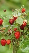Berries,Strawberry,Plants till Fly ERA Nano 9 IQ436i