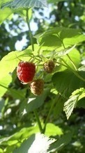 Ladda ner Plants, Raspberry, Berries bilden 480x800 till mobilen.