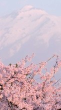 Ladda ner Mountains,Landscape,Sakura bilden till mobilen.