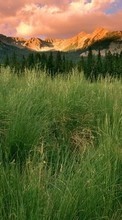 Ladda ner Landscape, Grass, Mountains bilden 320x480 till mobilen.