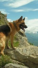 Mountains, Dogs, Animals till Samsung Wave Y S5380