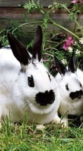 Animals, Rodents, Rabbits till Nokia Lumia 520