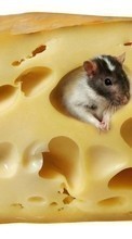 Rodents,Animals till Xiaomi Mi 11
