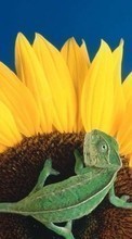 Ladda ner Animals, Plants, Sunflowers, Chameleons bilden 240x400 till mobilen.
