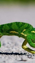 Chameleons,Lizards,Animals till Samsung Galaxy Fame