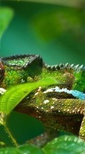Chameleons,Animals till Apple iPhone SE