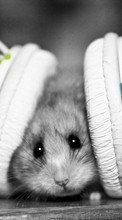 Hamsters, Music, Animals till HTC Explorer