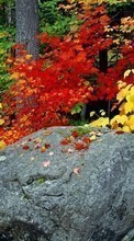 Ladda ner Plants, Landscape, Stones, Autumn, Leaves bilden 1024x768 till mobilen.