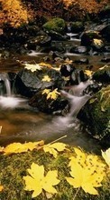 Ladda ner Landscape, Rivers, Stones, Leaves bilden 1280x800 till mobilen.