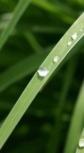 Drops, Leaves, Plants till Meizu MX5