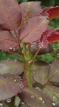 Drops,Leaves,Plants till Nokia 5233