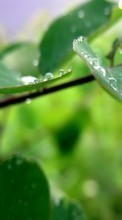 Drops,Leaves,Plants
