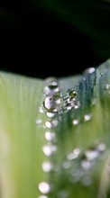 Plants, Leaves, Drops till Sony Ericsson Xperia neo V