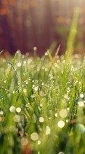 Drops, Plants, Grass