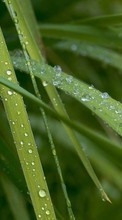 Plants, Grass, Drops till HTC Wildfire S