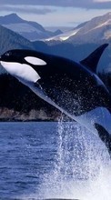 Ladda ner Animals, Water, Fishes, Whales, Killer whales bilden 128x160 till mobilen.