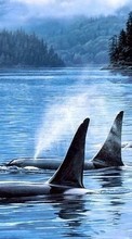 Ladda ner Killer whales, Sea, Landscape, Animals bilden till mobilen.