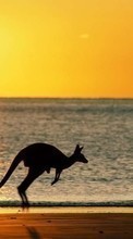 Ladda ner Landscape, Sunset, Sea, Sun, Beach, Kangaroo bilden 240x320 till mobilen.
