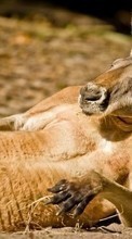 Kangaroo,Animals till Sony Ericsson W705