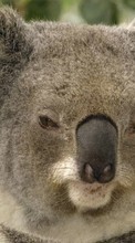 Ladda ner Animals, Koalas bilden 800x480 till mobilen.