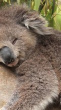 Ladda ner Koalas, Animals bilden till mobilen.